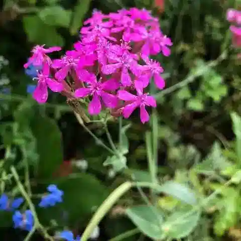 نبات الأتوسيون armeria في بيئته الطبيعية