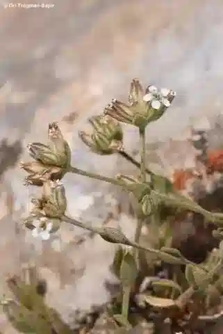 نبات البولانثوس hirsutus var. alpinus في بيئته الطبيعية