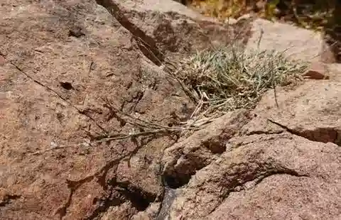 نبات البوفونيا multiceps في بيئته الطبيعية