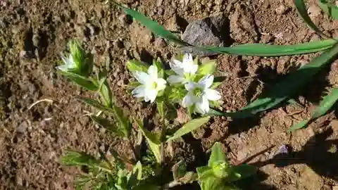 نبات أذن الفأر dichotomum في بيئته الطبيعية