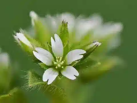 نبات أذن الفأر glomeratum في بيئته الطبيعية