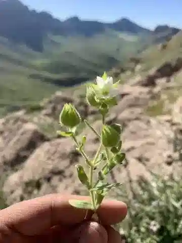 نبات أذن الفأر inflatum في بيئته الطبيعية