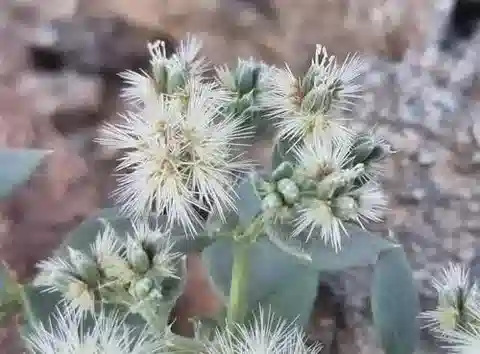 نبات الكوميتس abyssinica في بيئته الطبيعية