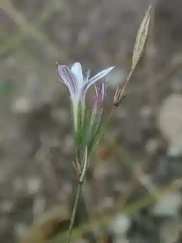نبات القرنفل البري illyricus subsp. angustifolius في بيئته الطبيعية