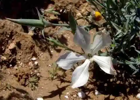 نبات القرنفل البري monadelphus subsp. judaicus في بيئته الطبيعية
