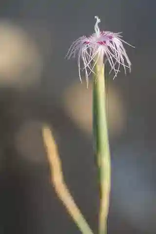 نبات القرنفل البري sinaicus في بيئته الطبيعية