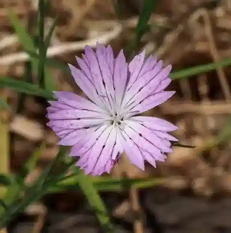 نبات القرنفل البري strictus subsp. multipunctatus في بيئته الطبيعية