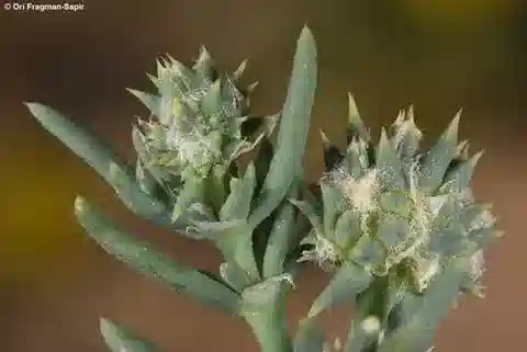 نبات الجيمـنوكاربوس sclerocephalus في بيئته الطبيعية