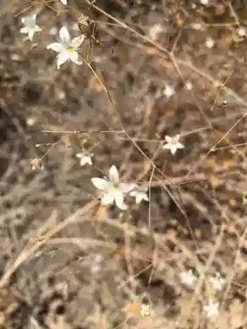 نبات الجيبسوفيلا capillaris subsp. confusa في بيئته الطبيعية