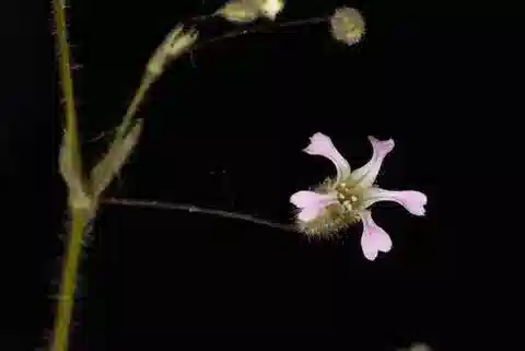 نبات الجيبسوفيلا pilosa var. pilosa في بيئته الطبيعية