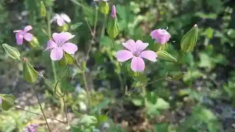 نبات الجيبسوفيلا vaccaria في بيئته الطبيعية