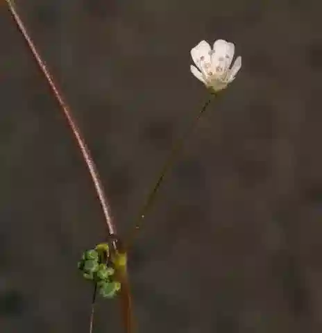 نبات الجيبسوفيلا viscosa في بيئته الطبيعية