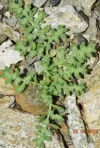 نبات عشبة الفتق cinerea في بيئته الطبيعية