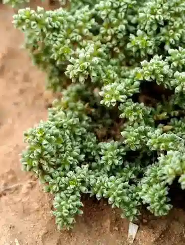 نبات عشبة الفتق hemistemon في بيئته الطبيعية