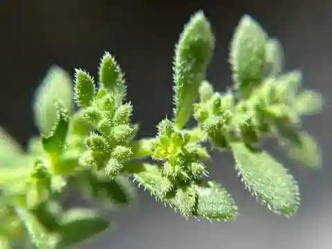 نبات عشبة الفتق hirsuta في بيئته الطبيعية