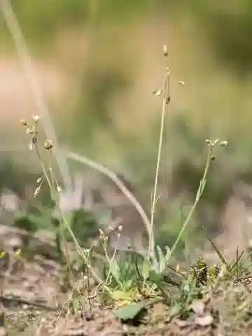 نبات الهولوستيوم umbellatum subsp. glutinosum في بيئته الطبيعية