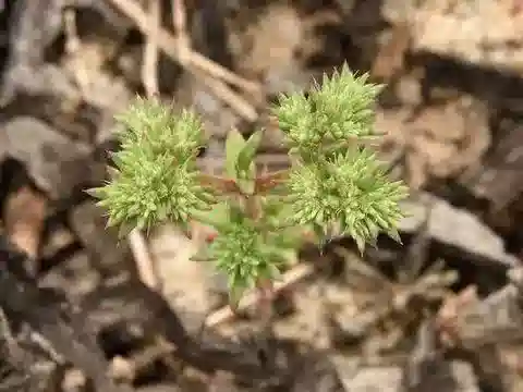 نبات اللوفلينجيا hispanica في بيئته الطبيعية