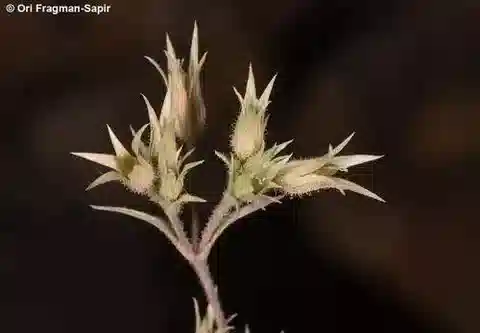 نبات المينوارشيا meyeri في بيئته الطبيعية