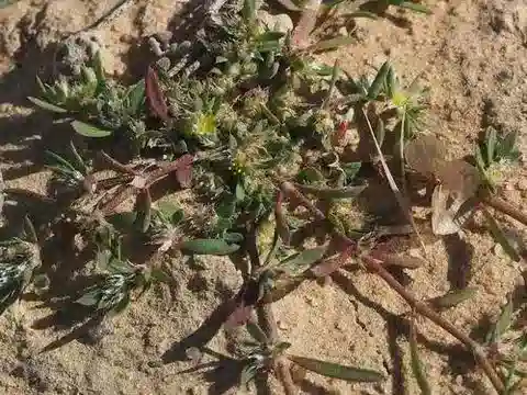 نبات البارونيخيا arabica subsp. breviseta في بيئته الطبيعية