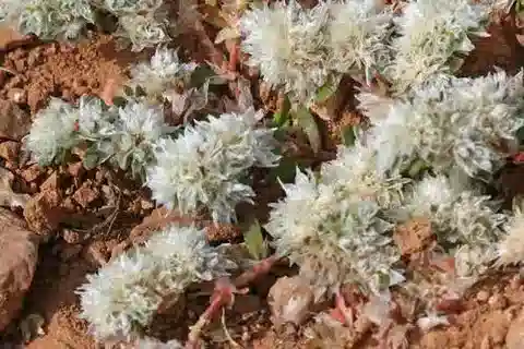 نبات البارونيخيا argentea في بيئته الطبيعية