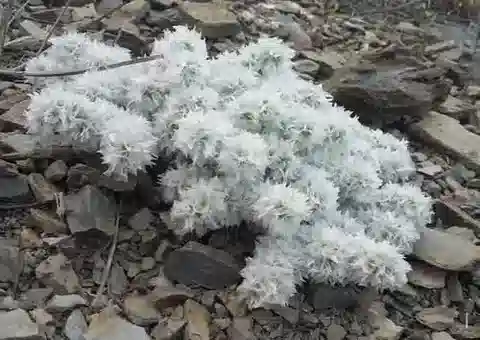 نبات البارونيخيا capitata subsp. capitata في بيئته الطبيعية