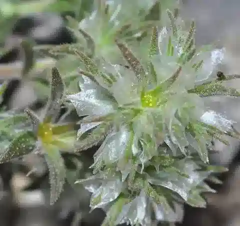 نبات البارونيخيا chlorothyrsa var. chlorothyrsa في بيئته الطبيعية