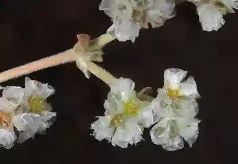 نبات البارونيخيا sinaica في بيئته الطبيعية