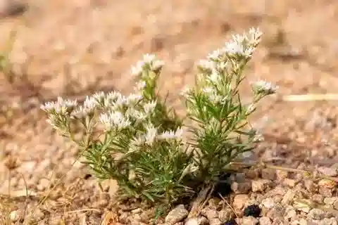نبات البوليكاربيا corymbosa var. corymbose في بيئته الطبيعية