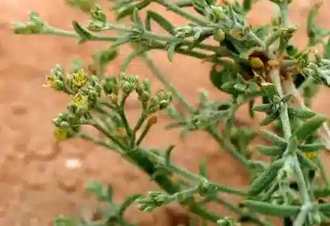نبات البوليكاربيا repens في بيئته الطبيعية