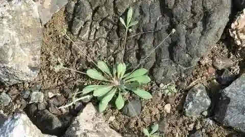 نبات البوليكاربيا spicata في بيئته الطبيعية