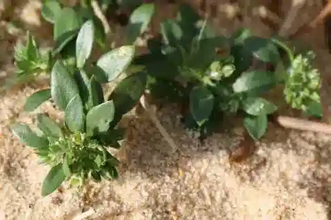 نبات البوليكاربون alsinifolium في بيئته الطبيعية