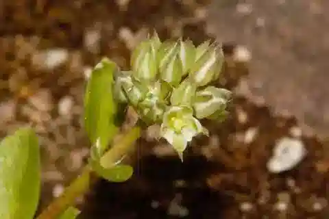 نبات البوليكاربون prostratum var. prostratum في بيئته الطبيعية