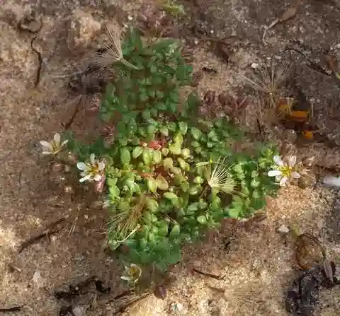 نبات البوليكاربون succulentum في بيئته الطبيعية