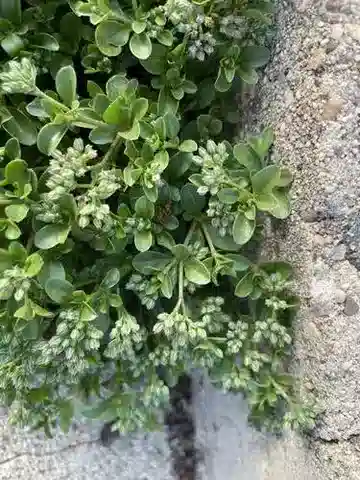 نبات البوليكاربون tetraphyllum subsp. tetraphyllum في بيئته الطبيعية