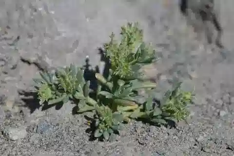نبات البتيرانثوس dichotomus في بيئته الطبيعية