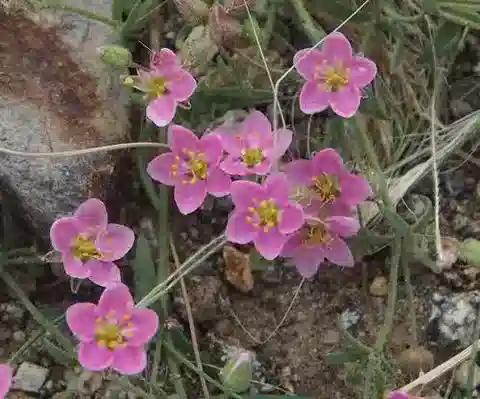 نبات الرودالسين geniculata في بيئته الطبيعية