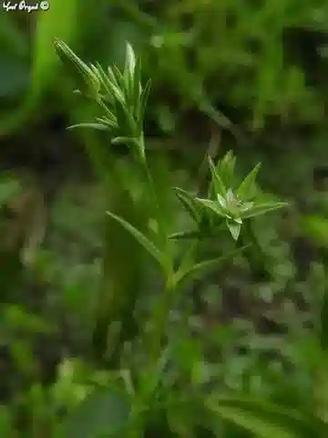 نبات السابولينا mediterranea في بيئته الطبيعية