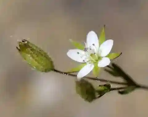 نبات السابولينا tenuifolia subsp. tenuifolia في بيئته الطبيعية