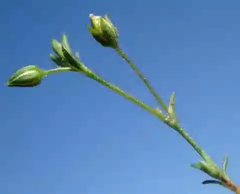 نبات الساجينا apetala في بيئته الطبيعية