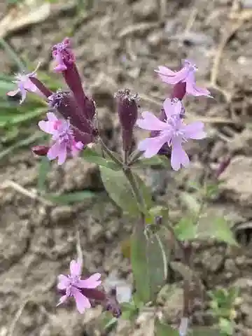 نبات السيليني aegyptiaca في بيئته الطبيعية