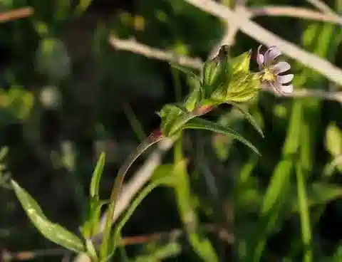 نبات السيليني alexandrina في بيئته الطبيعية