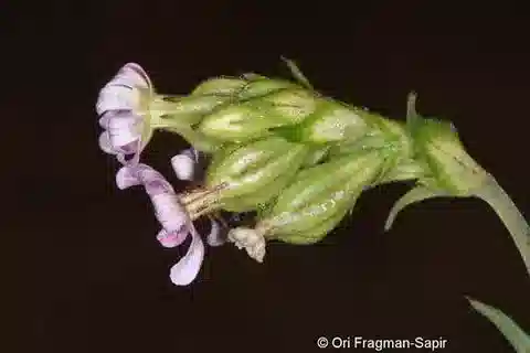نبات السيليني apetala var. apetala في بيئته الطبيعية