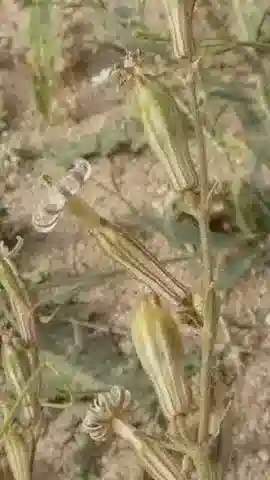 نبات السيليني arabica في بيئته الطبيعية