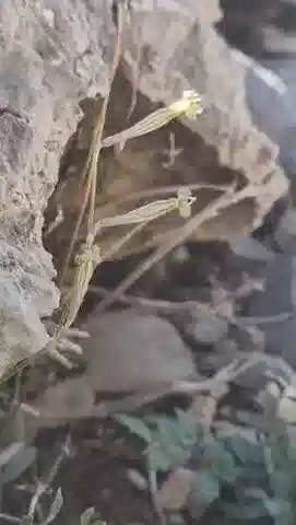 نبات السيليني chirensis في بيئته الطبيعية