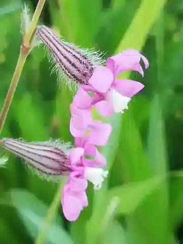 نبات السيليني colorata subsp. colorata في بيئته الطبيعية
