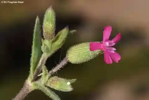 نبات السيليني coniflora في بيئته الطبيعية