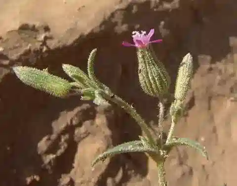 نبات السيليني conoidea var. conoidea في بيئته الطبيعية