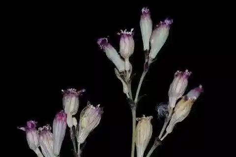 نبات السيليني diversifolia subsp. bergiana في بيئته الطبيعية