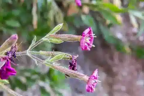 نبات السيليني fruticosa subsp. cyrenaica في بيئته الطبيعية