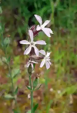 نبات السيليني gallica في بيئته الطبيعية